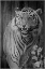 Picture of WOODGRAIN ANTIQUES TIGER 02