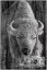 Picture of WOODGRAIN ANTIQUES WHITE BUFFALO