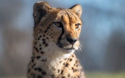 Picture of CHEETAH 1