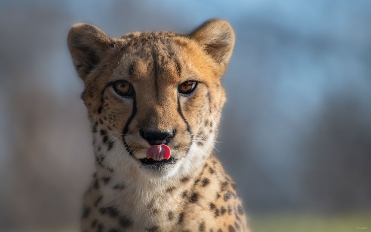 Picture of CHEETAH 2