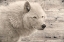 Picture of WOODGRAIN ANTIQUES ARCTIC WOLF