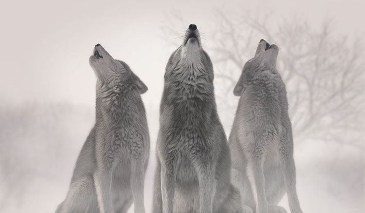 Picture of THREE WOLVES OF THE MIST