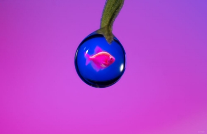 Picture of GLOFISH IN A DROP 2