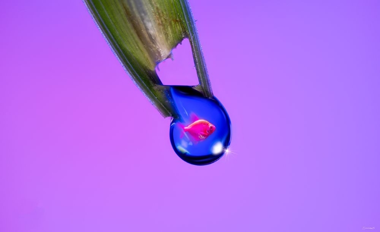 Picture of GLOFISH IN A DROP 4