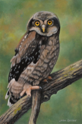 Picture of NORTHERN HAWK OWL