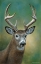 Picture of WHITE TAILED DEER