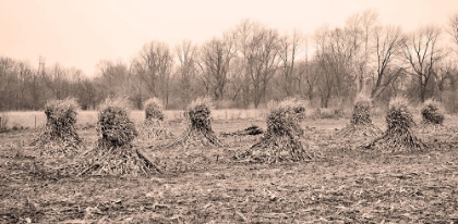 Picture of AMISH CORN SHALKS