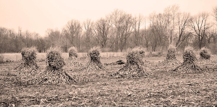 Picture of AMISH CORN SHALKS