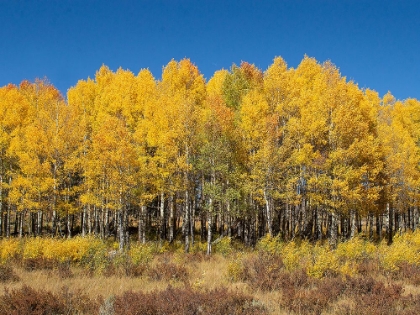 Picture of ASPEN GROVE