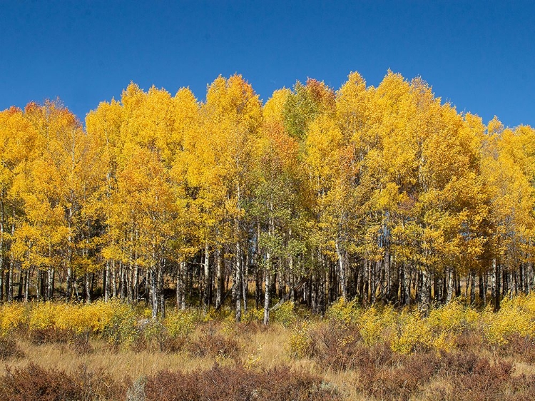 Picture of ASPEN GROVE