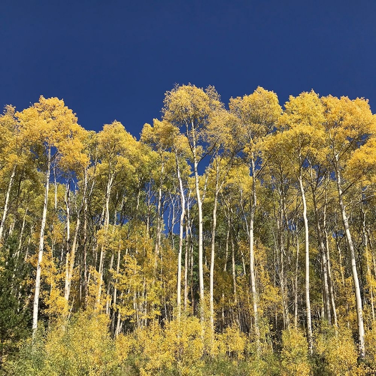 Picture of ASPENS STILLWATER PASS