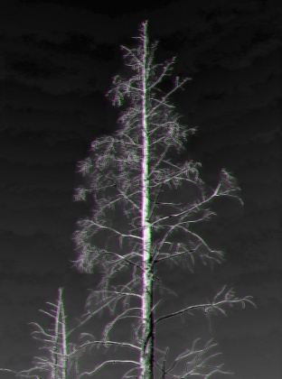 Picture of BARE TREE-GLITCH