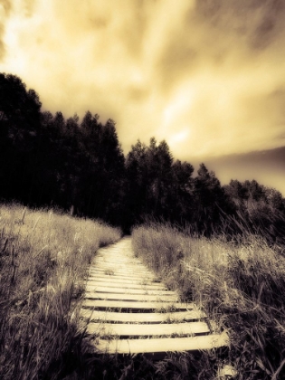 Picture of BOARDED PATH IN THE MEADOW