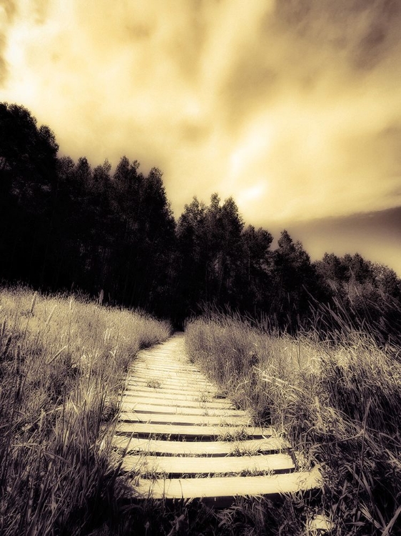 Picture of BOARDED PATH IN THE MEADOW