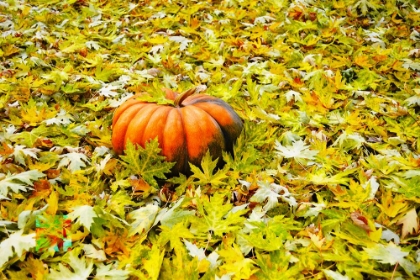 Picture of CINDERELLA PUMPKIN