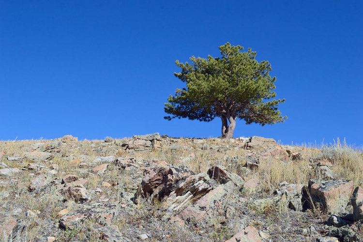 Picture of GRANBY RANCH TREE