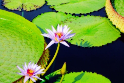 Picture of LILY PADS