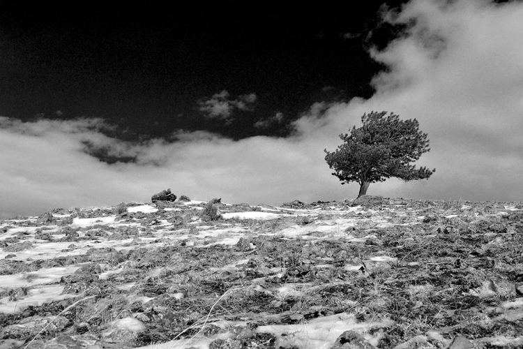 Picture of MOUNTAINTOP TREE