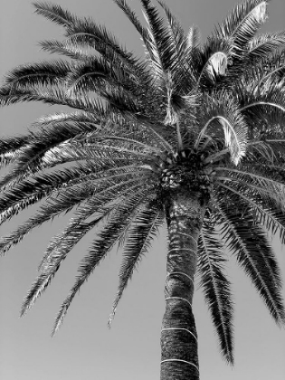 Picture of PALM TREE