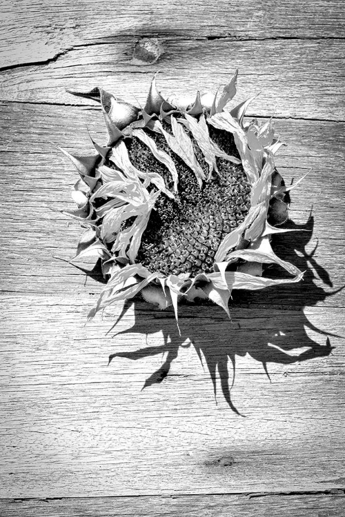 Picture of SUNFLOWER FACE IN BLACK AND WHITE