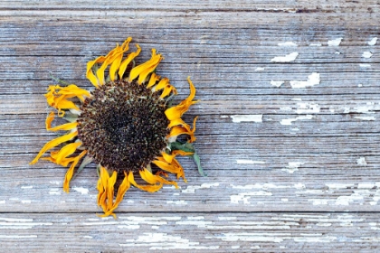 Picture of SUNFLOWER FACE ON CHIPPY WOOD