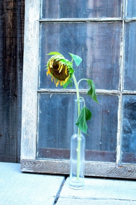 Picture of SUNFLOWER IN VASE