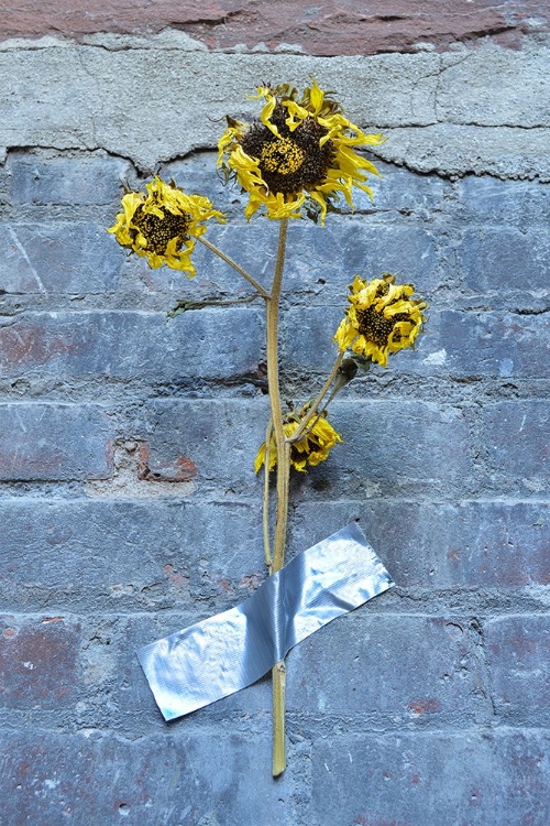 Picture of SUNFLOWERS IN STAIRWELL