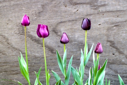 Picture of TULIPS