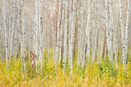 Picture of WHITE BARK