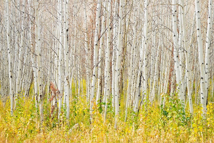 Picture of WHITE BARK