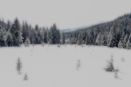 Picture of WINTER FOREST