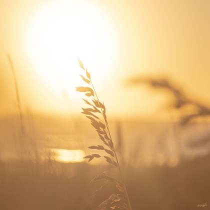 Picture of GOLDEN HOUR BEACH LIFE