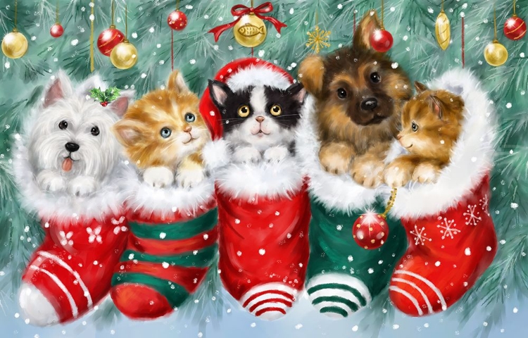 Picture of CATS IN STOCKINGS