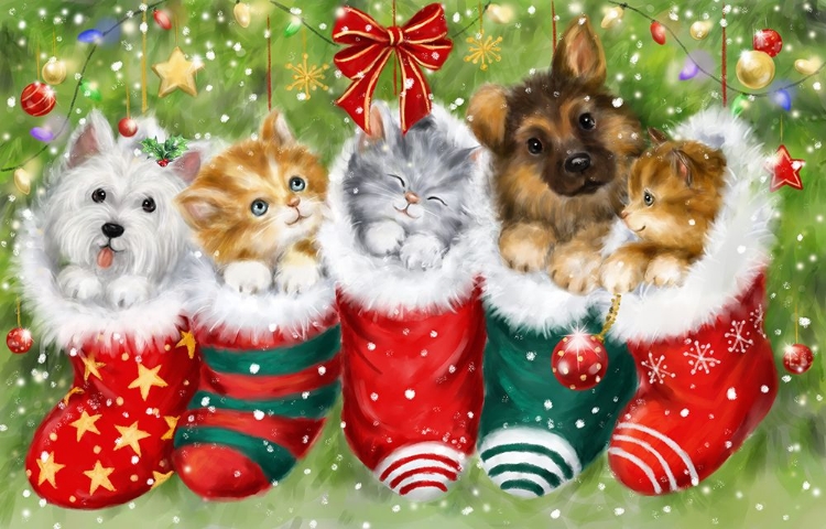 Picture of DOGS AND CATS IN STOCKINGS