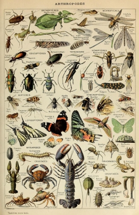 Picture of ARTHROPODES POUR TOUS- ADOLPHE MILLOT