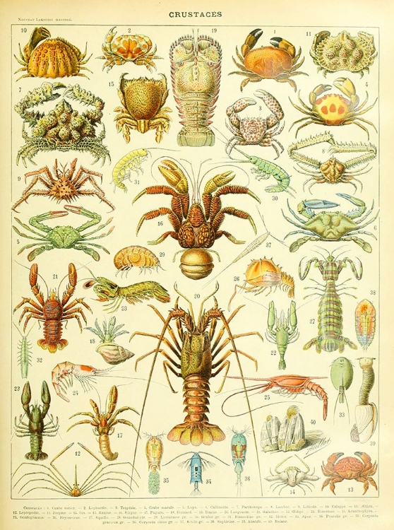 Picture of CRUSTACES-  ADOLPHE MILLOT