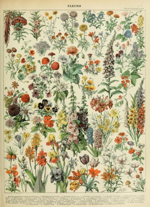 Picture of FLEURS A-  ADOLPHE MILLOT