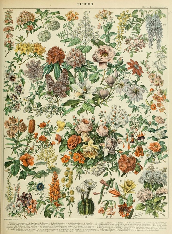 Picture of FLEURS C-  ADOLPHE MILLOT