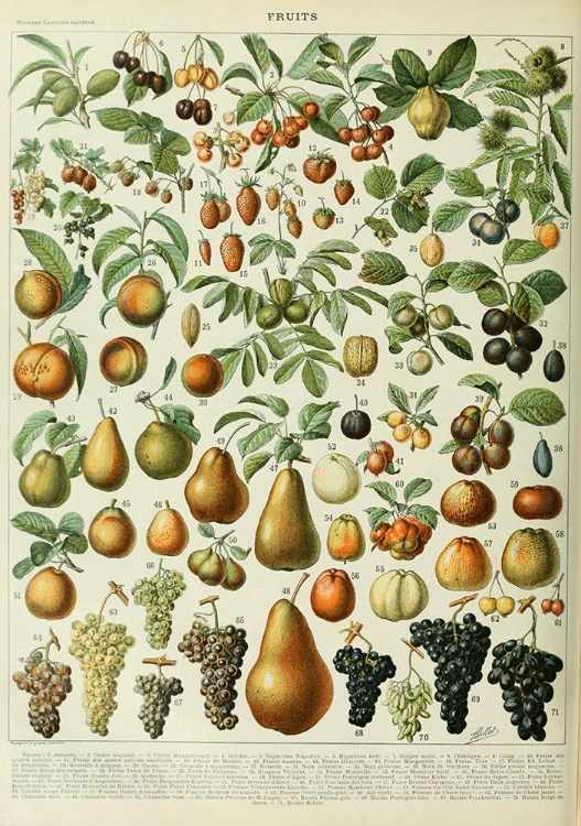 Picture of FRUITS A-  ADOLPHE MILLOT