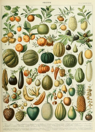 Picture of FRUITS B-  ADOLPHE MILLOT