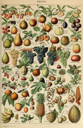 Picture of FRUITS POUR TOUS-  ADOLPHE MILLOT