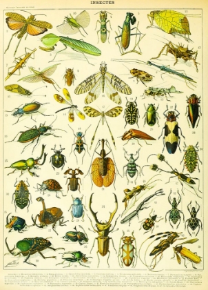 Picture of INSECTES A-  ADOLPHE MILLOT