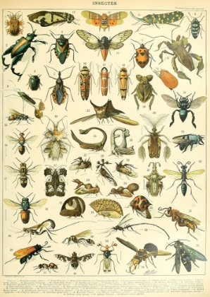 Picture of INSECTES B-  ADOLPHE MILLOT