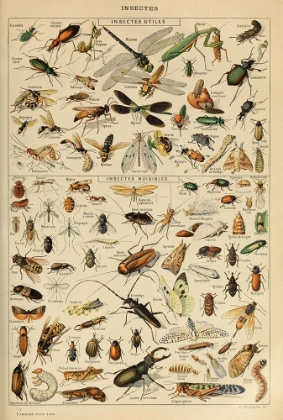 Picture of INSECTES-  ADOLPHE MILLOT