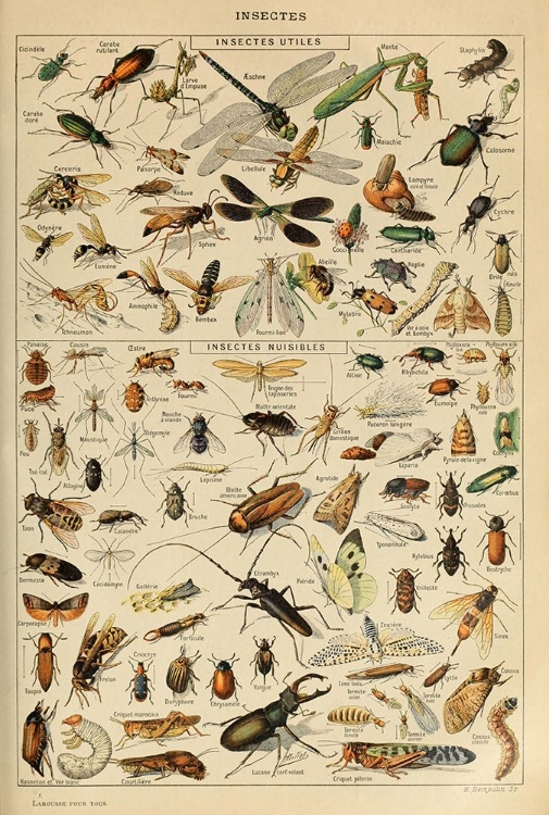 Picture of INSECTES-  ADOLPHE MILLOT