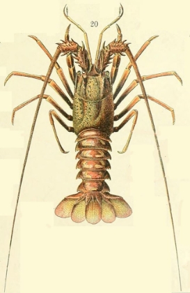 Picture of LOBSTER FIG 20-  ADOLPHE MILLOT