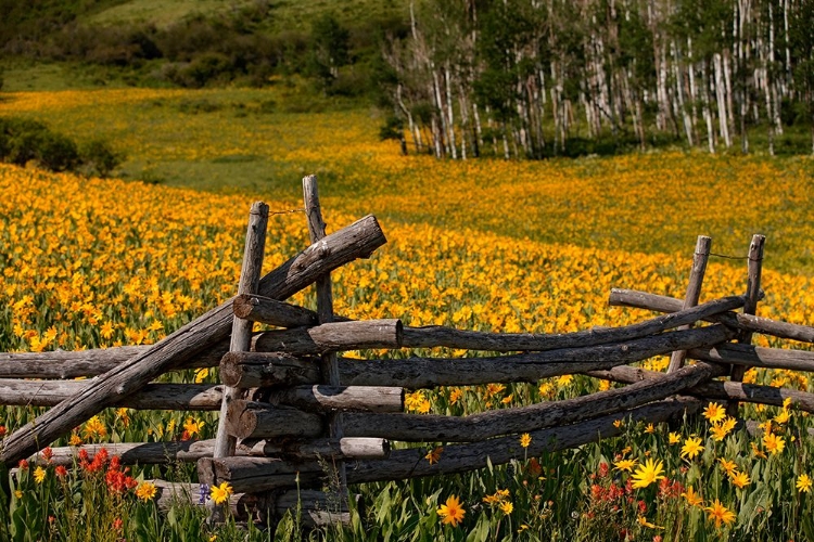 Picture of COLORADO LAST DOLLAR RD FENCE 1554