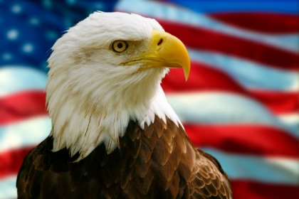 Picture of EAGLE FLAG COMPOSITE 0665