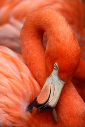 Picture of FLAMINGO CLOSEUP 9801