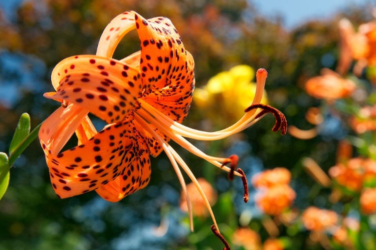 Picture of FLOWER TIGER LILY 0332